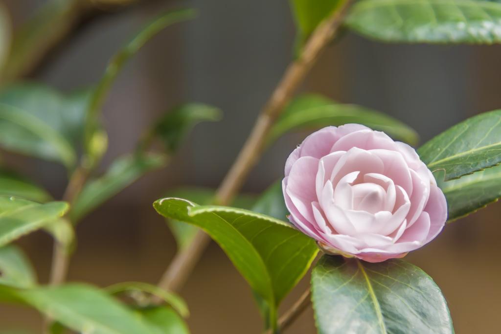 Utsunomiya Grand Hotel Zewnętrze zdjęcie