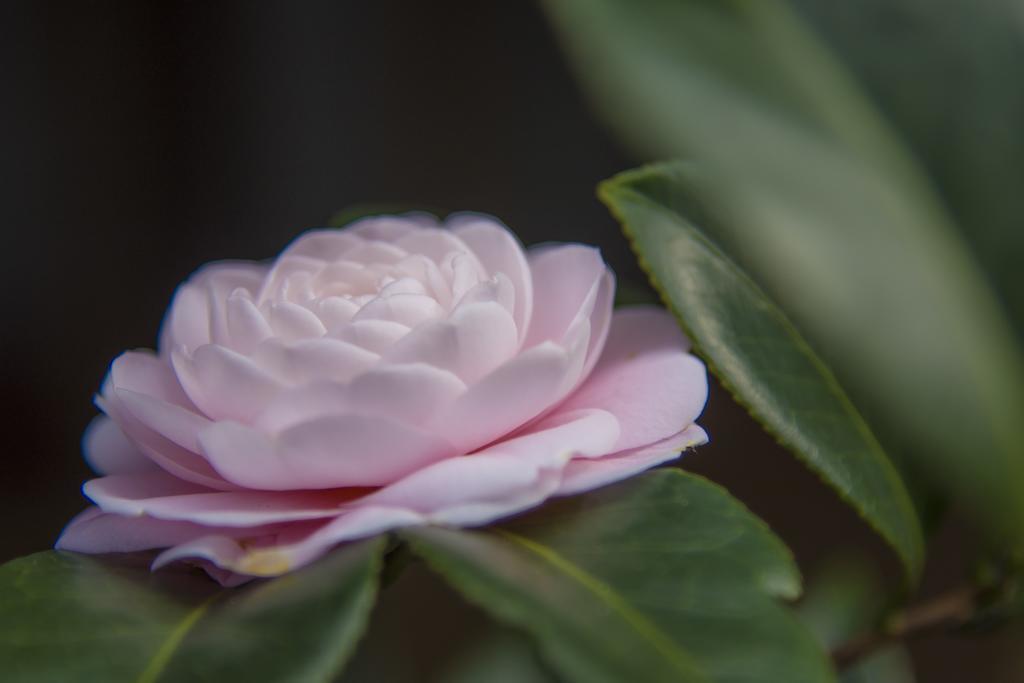 Utsunomiya Grand Hotel Zewnętrze zdjęcie